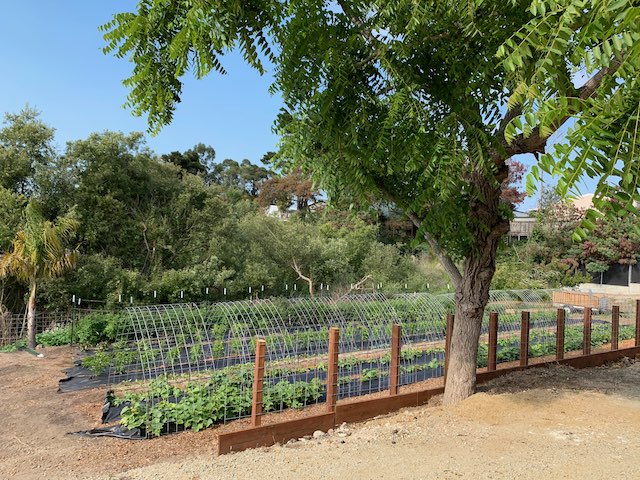 The seasonal organic garden at the owner's spot, with rows of vegetables under a shade tree